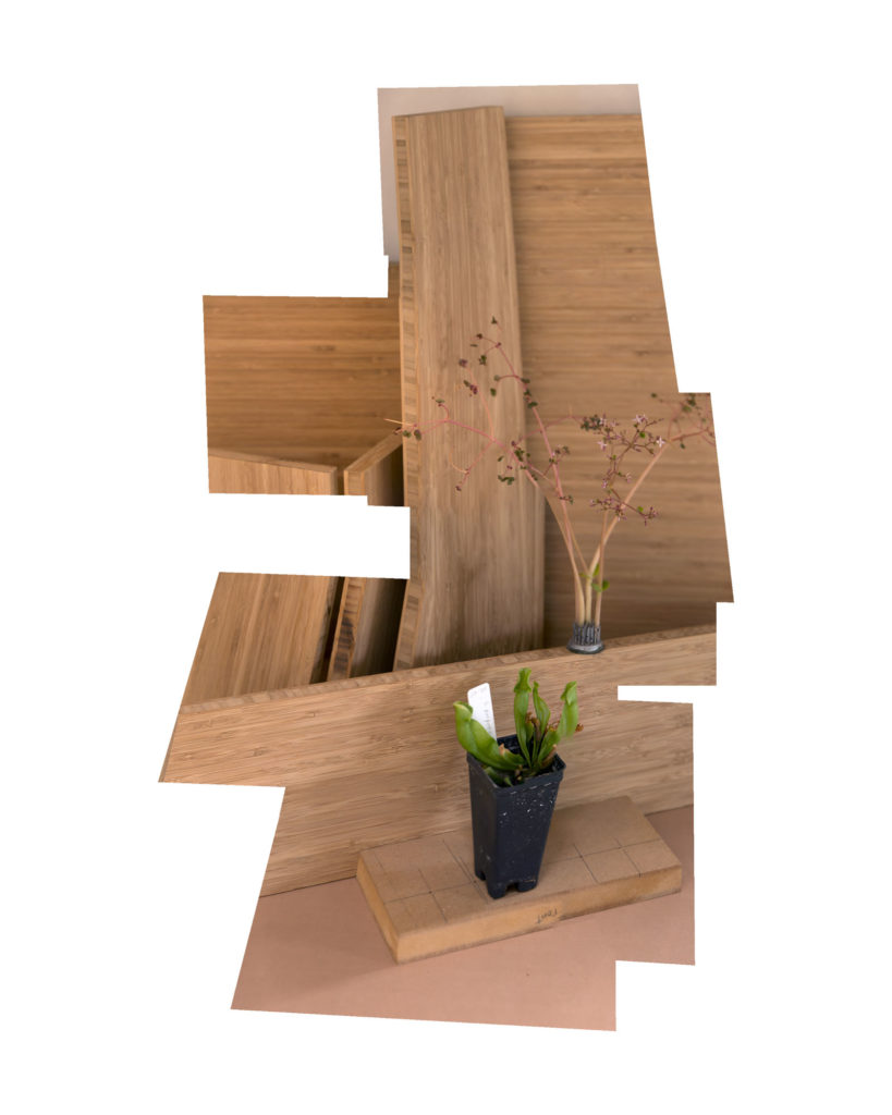 Plants and Plywood