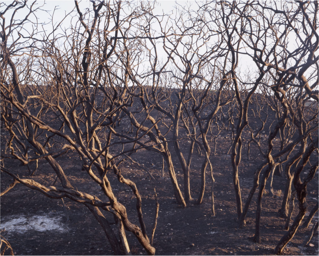 Burned Branches, Mission Trails Regional Park, 3 Months Later