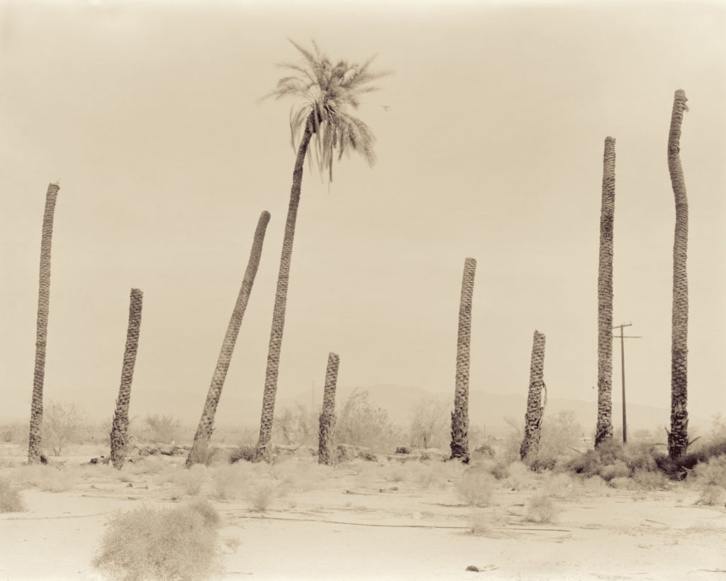 Palms 2, Desert Center, California, 1998