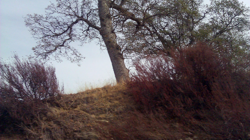Sierra Foothills (Tree)